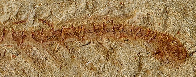  ��������� 525 ������ ����� ����� ������� ���� ����� 