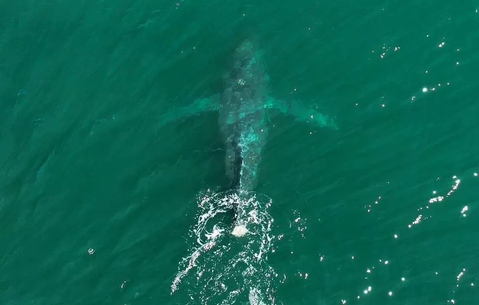  �������� ��� ������ ������� ����������� 600 ������� �������� 