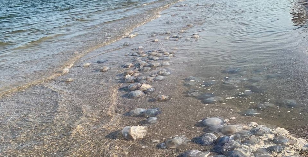  ���������� ����� �������� ���� ��������������� ����������� �������� 