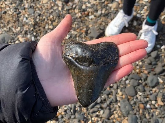  ������� ����� ������� ����� ���� 12-������ ��������� ����� 