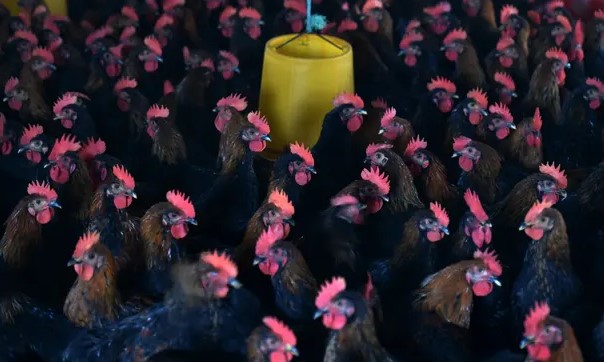  ������� ������������ ������� ������������ �������� ���� �������� 