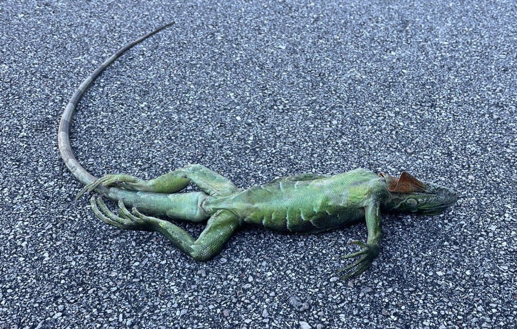  ������� ������ ������ �������� ����������� ������ ����� 