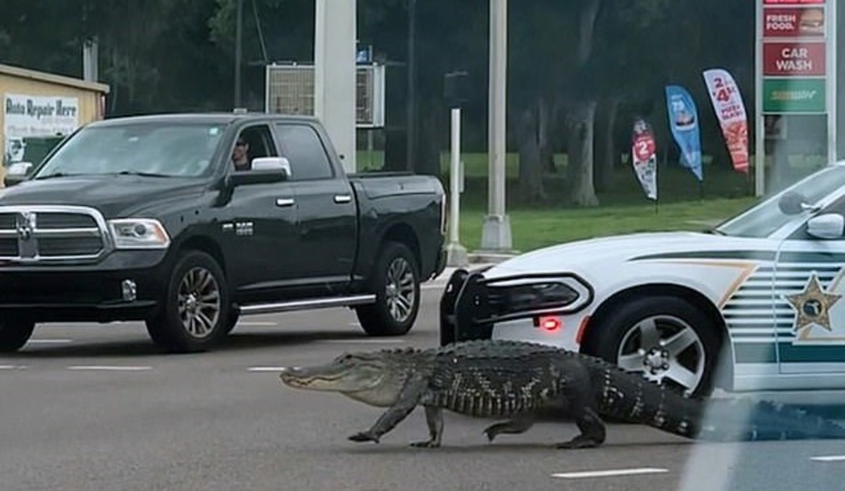  �������� ��������� ����������� �������� ������������� ���������� ������� ����� 