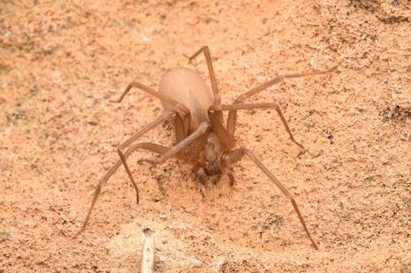 Семья годами жила в доме с тысячами пауков: у ученых нет объяснения этому явлению