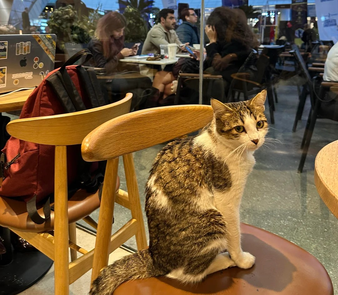 "Без кофе нет дела": кот стал интернет-звездой благодаря "сонным" посиделкам в кафе (фото)
