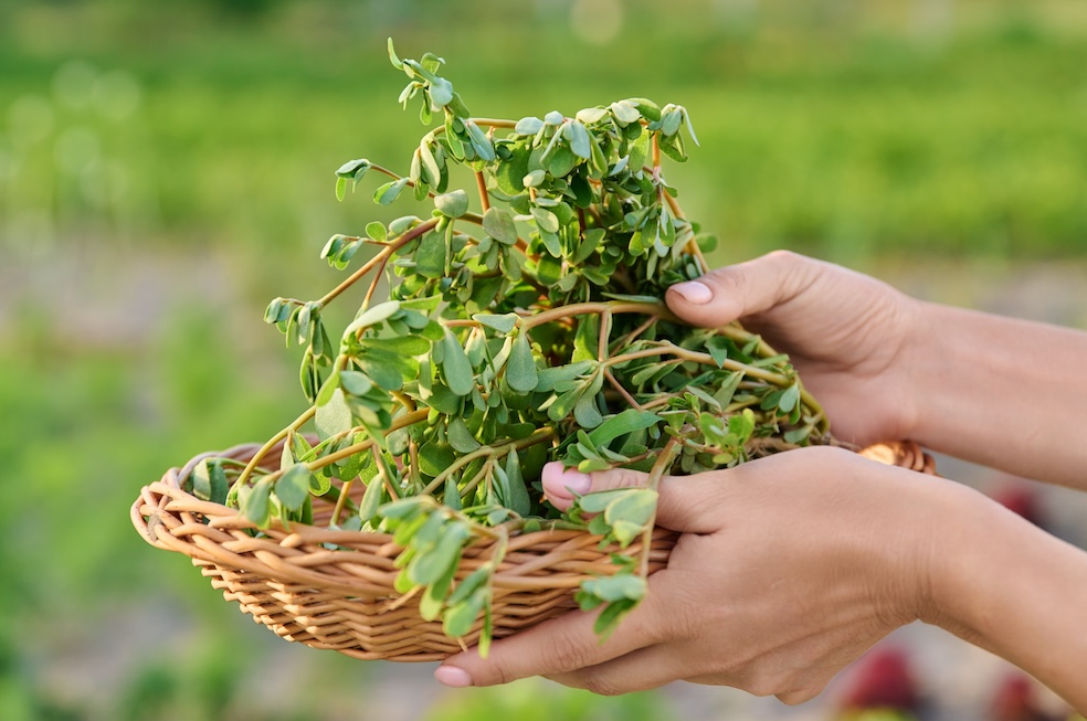 "В Украине — это сорняк": женщина показала растение, которое за границей продают как деликатес