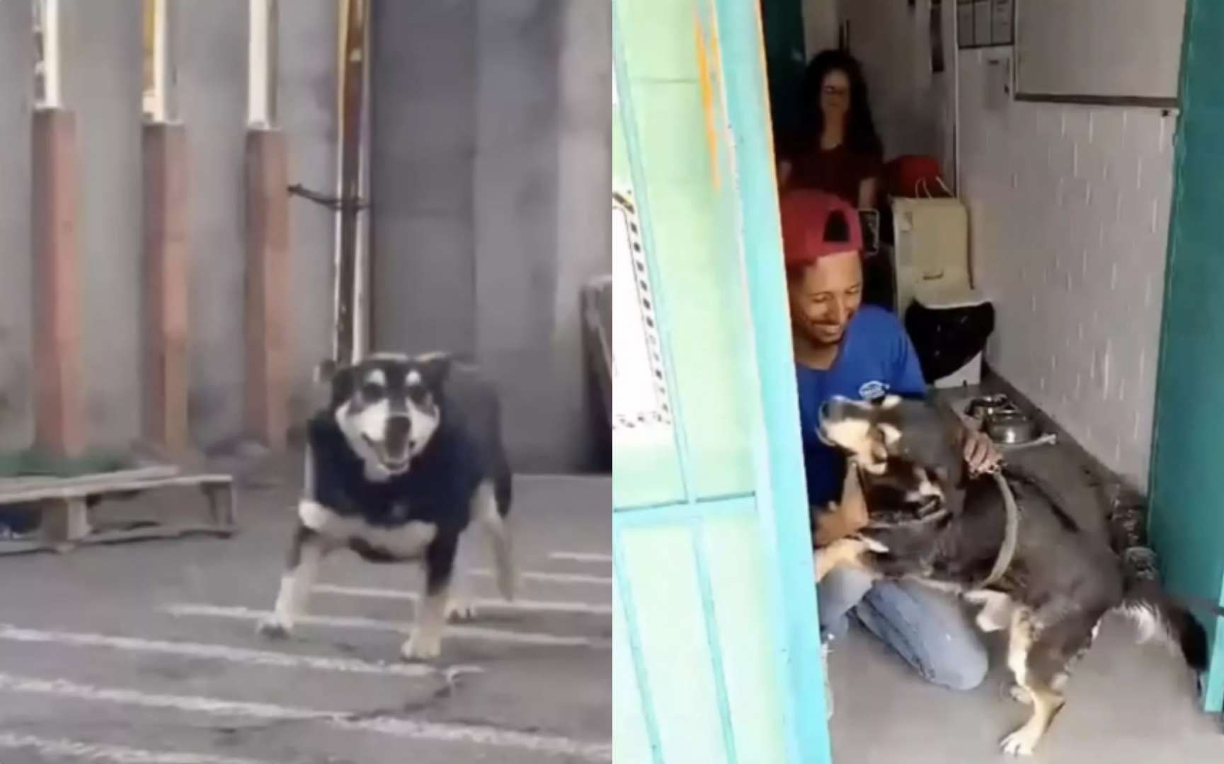 Мужчина потерял любимого пса, но годы спустя произошло неожиданное благодаря Instagram (видео)