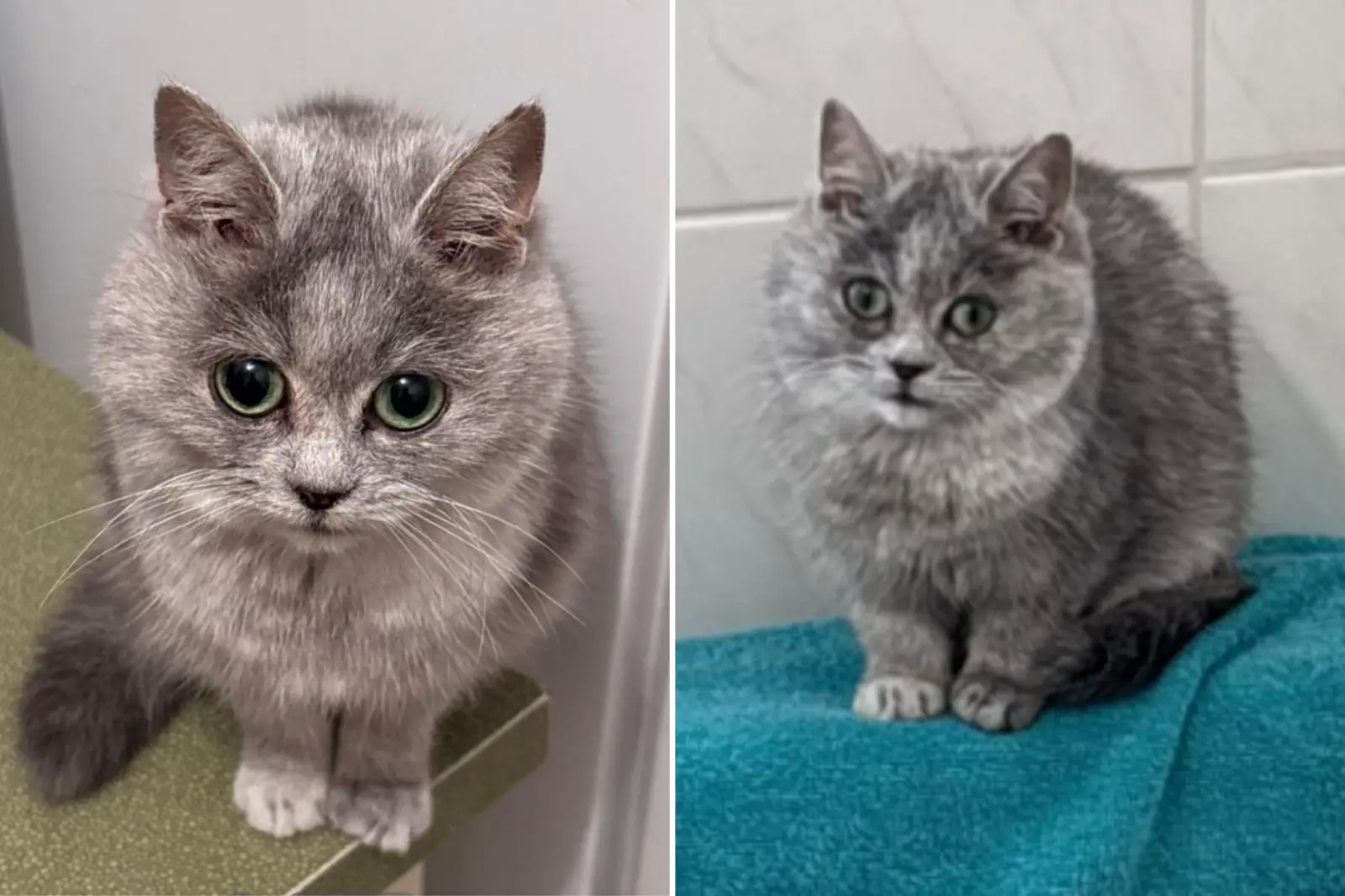 Девушка завела котенка из Украины: через несколько месяцев она поняла, что что-то пошло не так (фото)