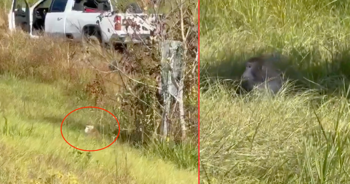 В США сбежали лабораторные обезьяны: полиция предупредила о риске заражения вирусами (видео)