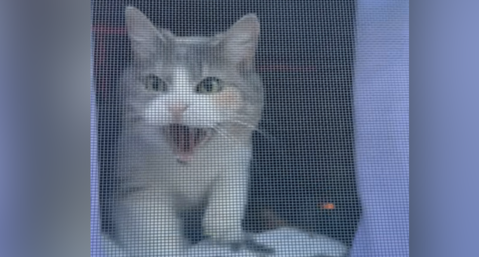 Принял за чужака: кот не узнал хозяйку и начал защищать дом (видео)