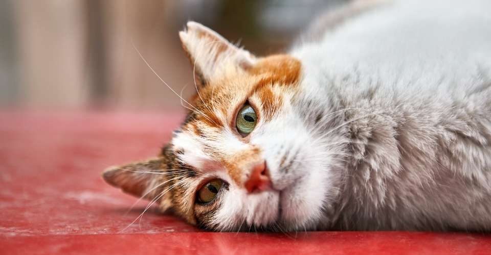 К чему умирает кот дома: что гласит суеверие