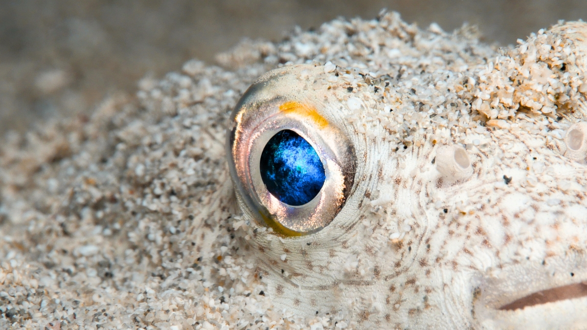 Шлях циклопа: наші очі спочатку були дним оком, розташованим на маківці