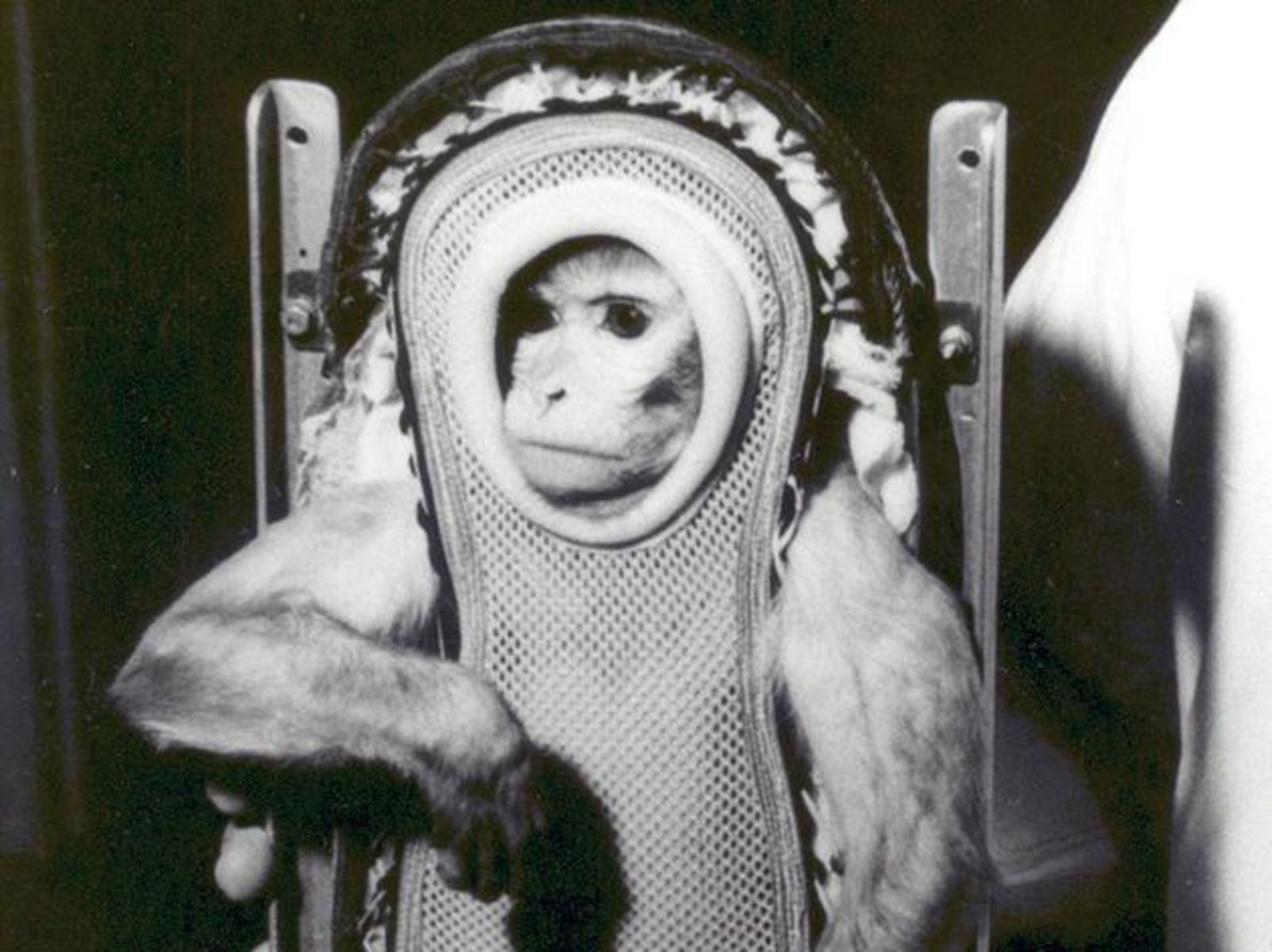 Животные которые летали в космос. Обезьяны Эйбл и Мисс Бейкер в космосе. Шимпанзе Хэм космонавт. Обезьяна космонавт Эйбл.