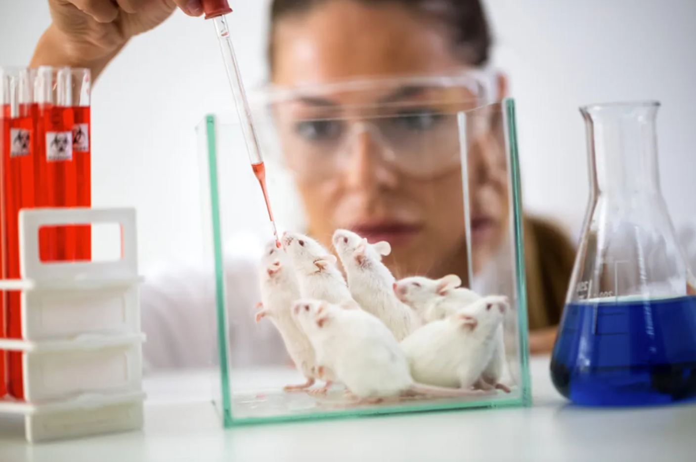 Миші більше не потрібні: вчені готуються замінити піддослідних тварин на  органели. Новости :section-UKR.NET.