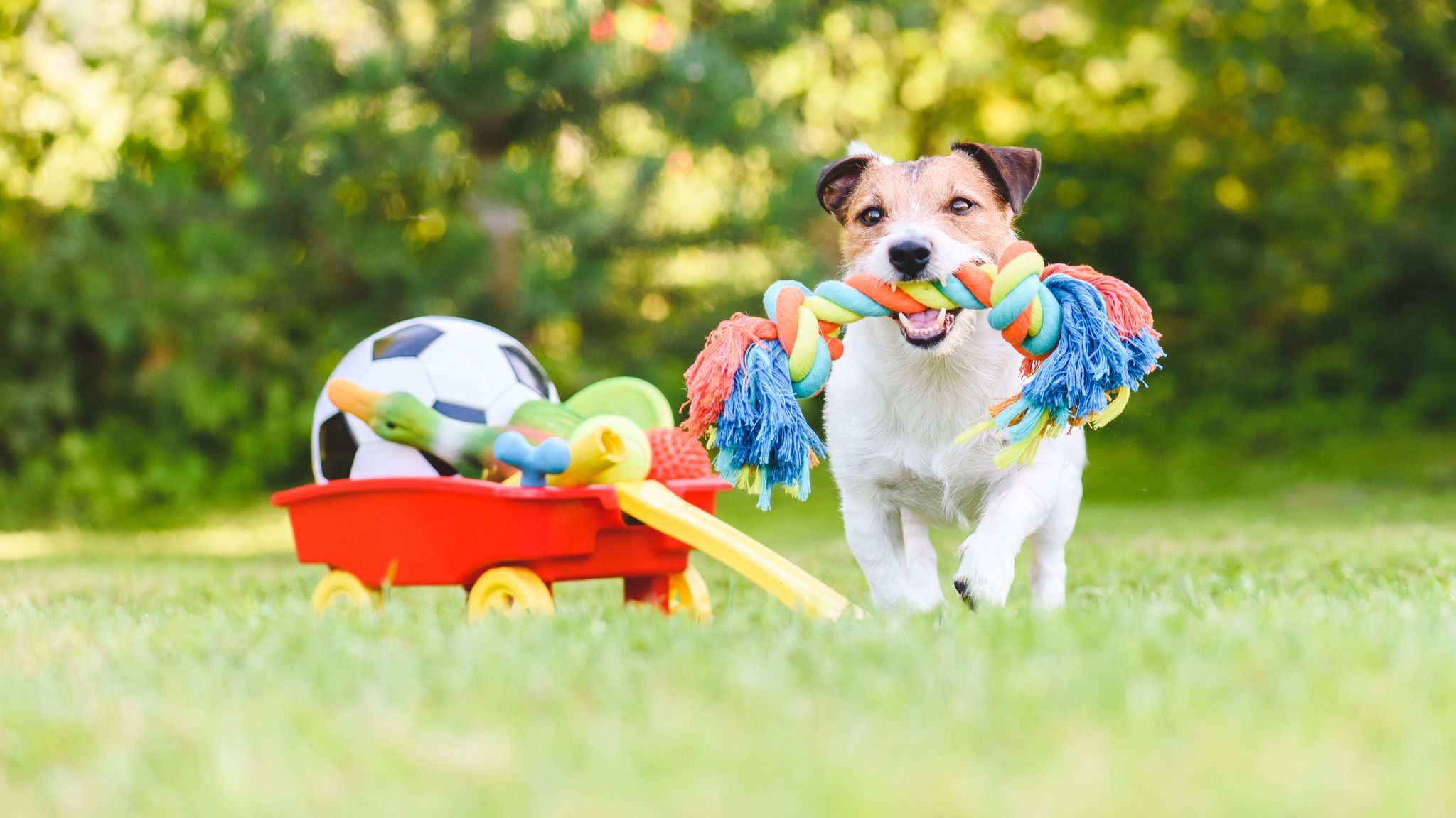 Учені розповіли, як собаки сприймають свої іграшки. Новости section