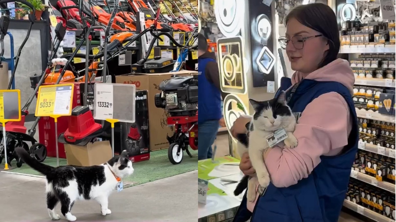 У Кривому Розі кішка працює в місцевому супермаркеті: має незвичне повне ім'я та посаду (відео)