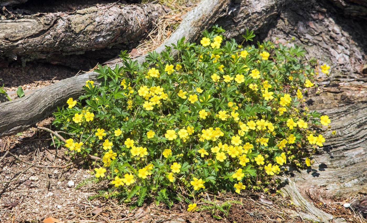 У маленьких жовтих квітів знайдено надздібності: краще за антибіотики справляються з небезпечними бактеріями