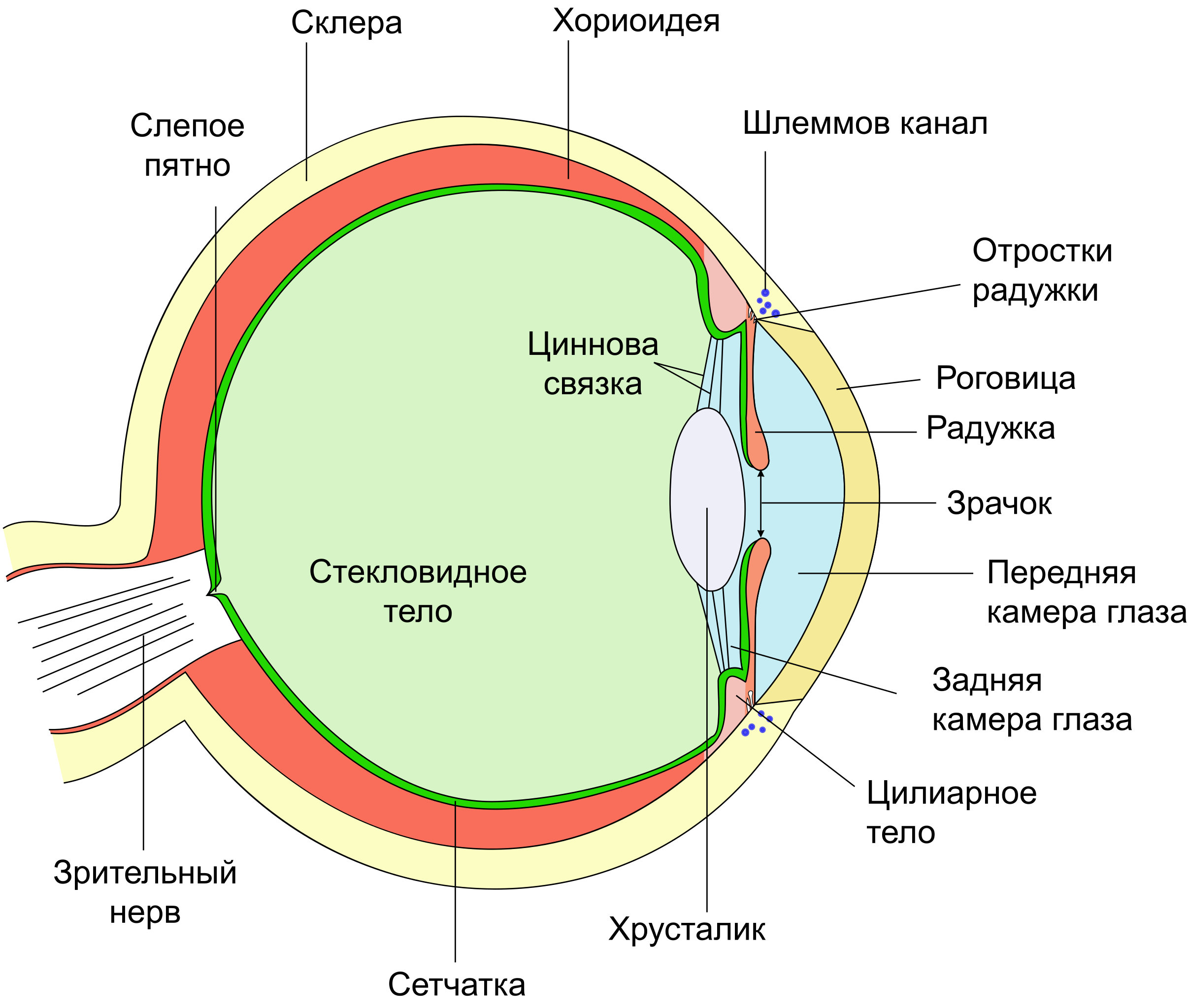 Склера сетчатка слепое. Структура глазного яблока схема. Схематическое строение глазного яблока. Схема строения оболочек глазного яблока. Схема глазного яблока анатомия.