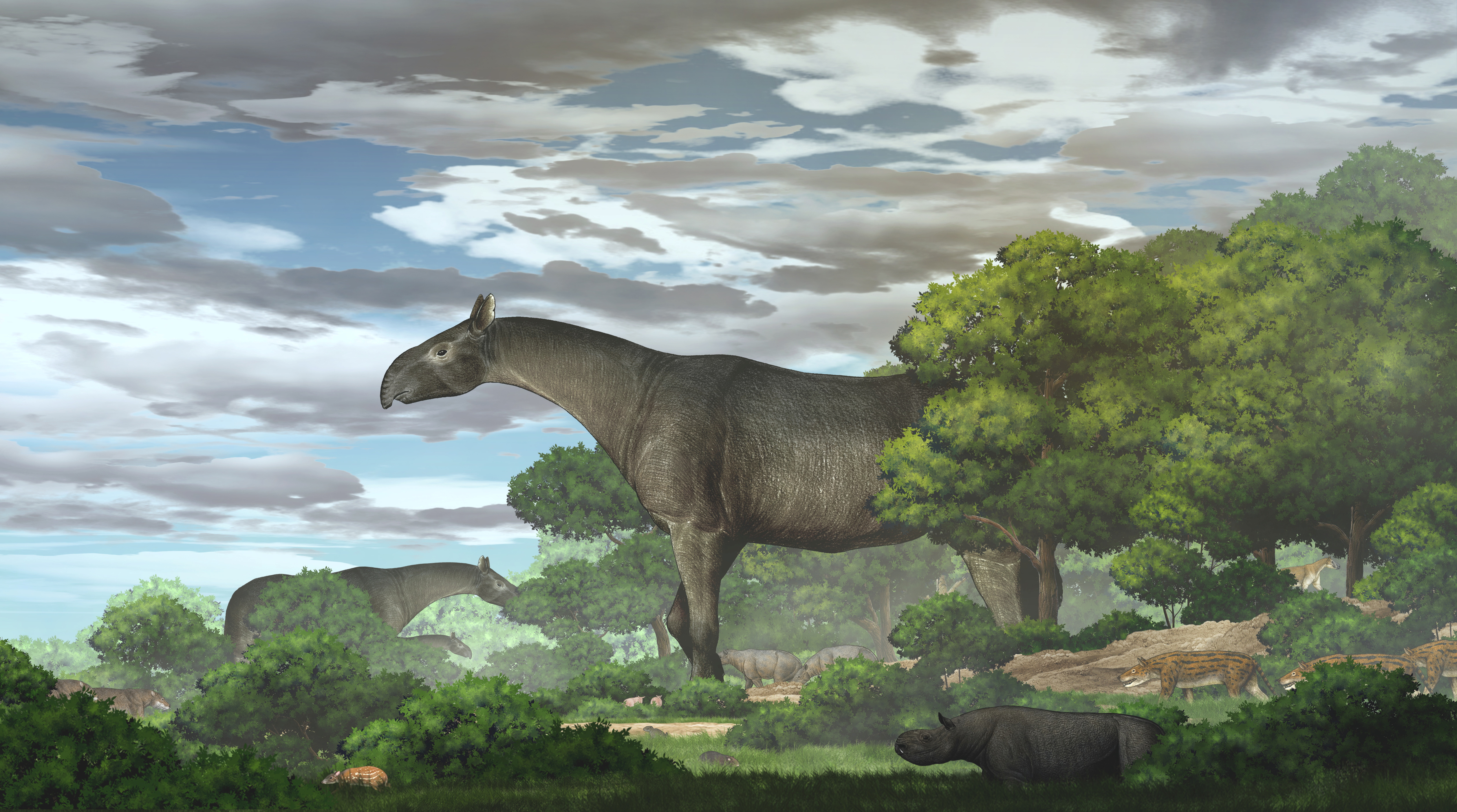 Крупнейших млекопитающих на земле. Paraceratherium linxiaense. Безрогий носорог – индрикотерия. Гигантский носорог Индрикотерий. Вымерший Индрикотерий.