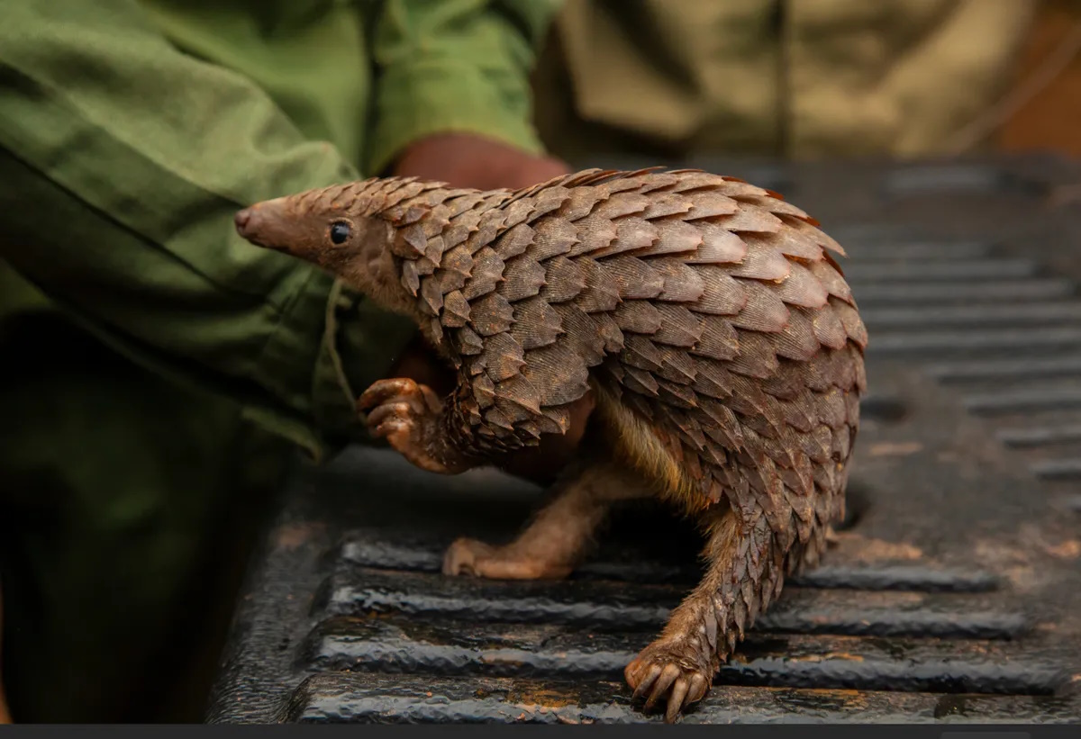 Перша за 10 років соснова шишечка: у Нічному сафарі народилося дитинча рідкісного панголіна (відео)