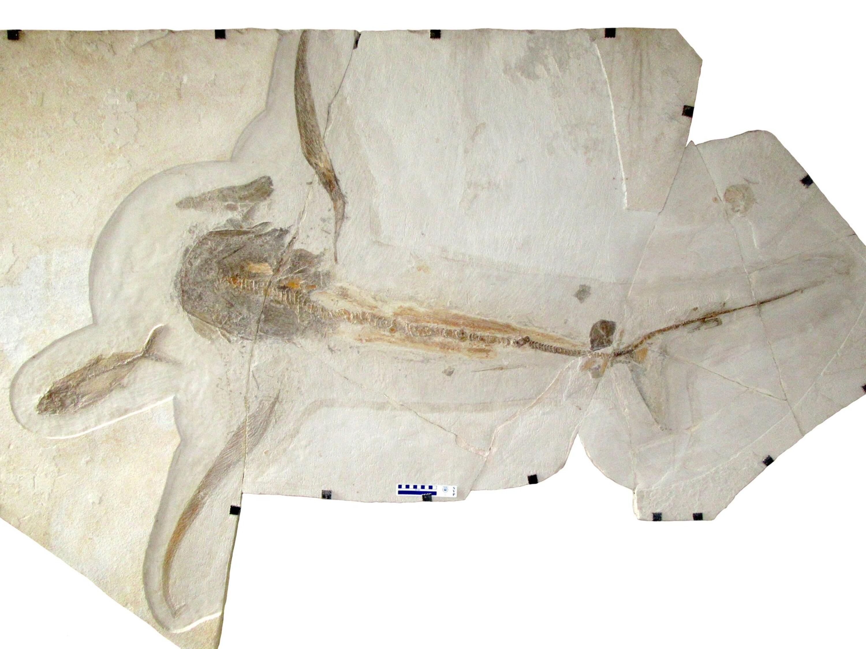 Нашли доисторическую девушку 40 миллионов лет. Aquilolamna milarcae. Крылатая акула древняя. Гибрид акулы и ската. Орлиная акула.
