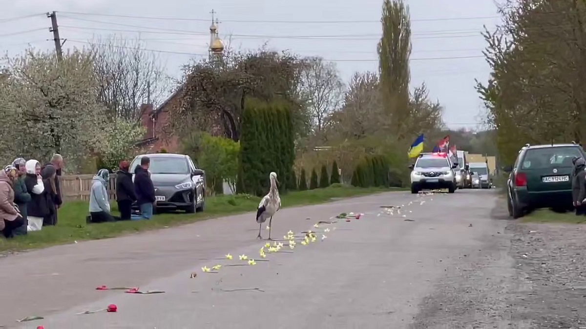 Лелека прилетів на прощання із загиблим українським воїном: зворушливе відео