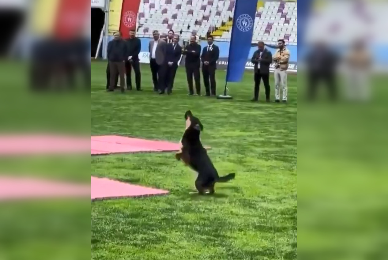 Пес з першого укусу 