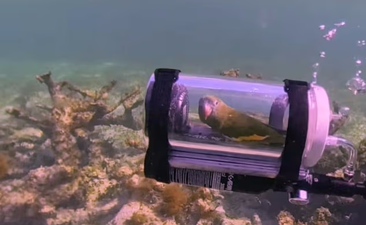 Крихітний папуга на Багамах борознить простори океану: досліджує світ на підводному човні (відео)
