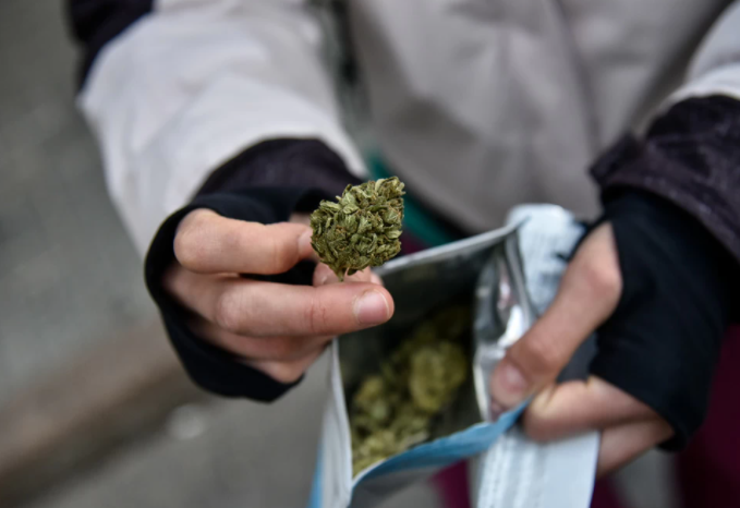 Голосование за легализацию марихуаны средние сорта конопли