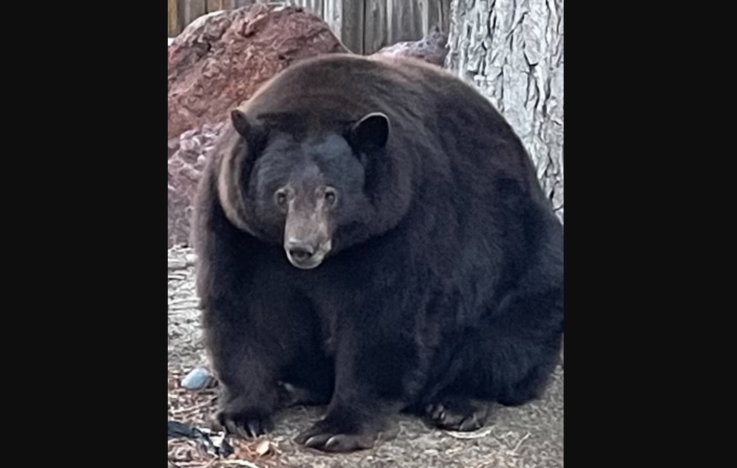 Толстый медведь
