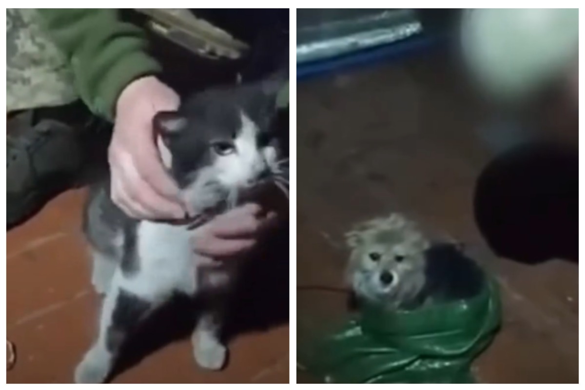 Пролетіли 12 км: українські воїни евакуювали дроном із передової кота і собаку (відео)