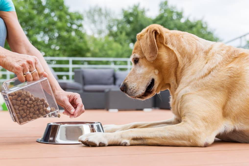 Яким кормом годувати собаку з проблемами шлунково-кишкового тракту?