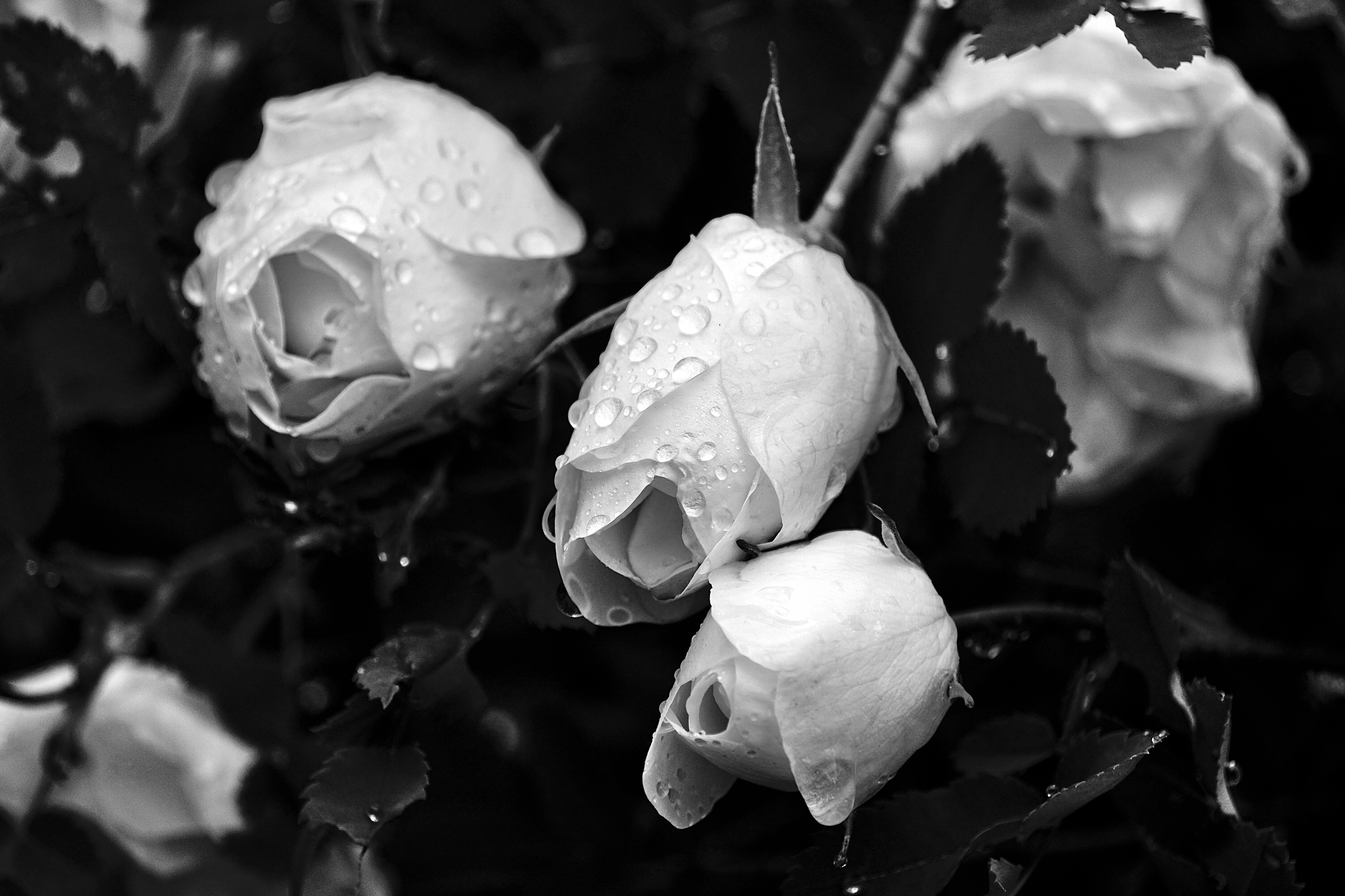 Песня ах белые розы. Белые розы. Белые розы беззащитны шипы. Белые розы белые розы беззащитны шипы.