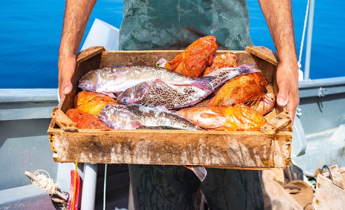 10 хвилин неймовірного болю: вчені довели, що риби насправді страждають під час вилову