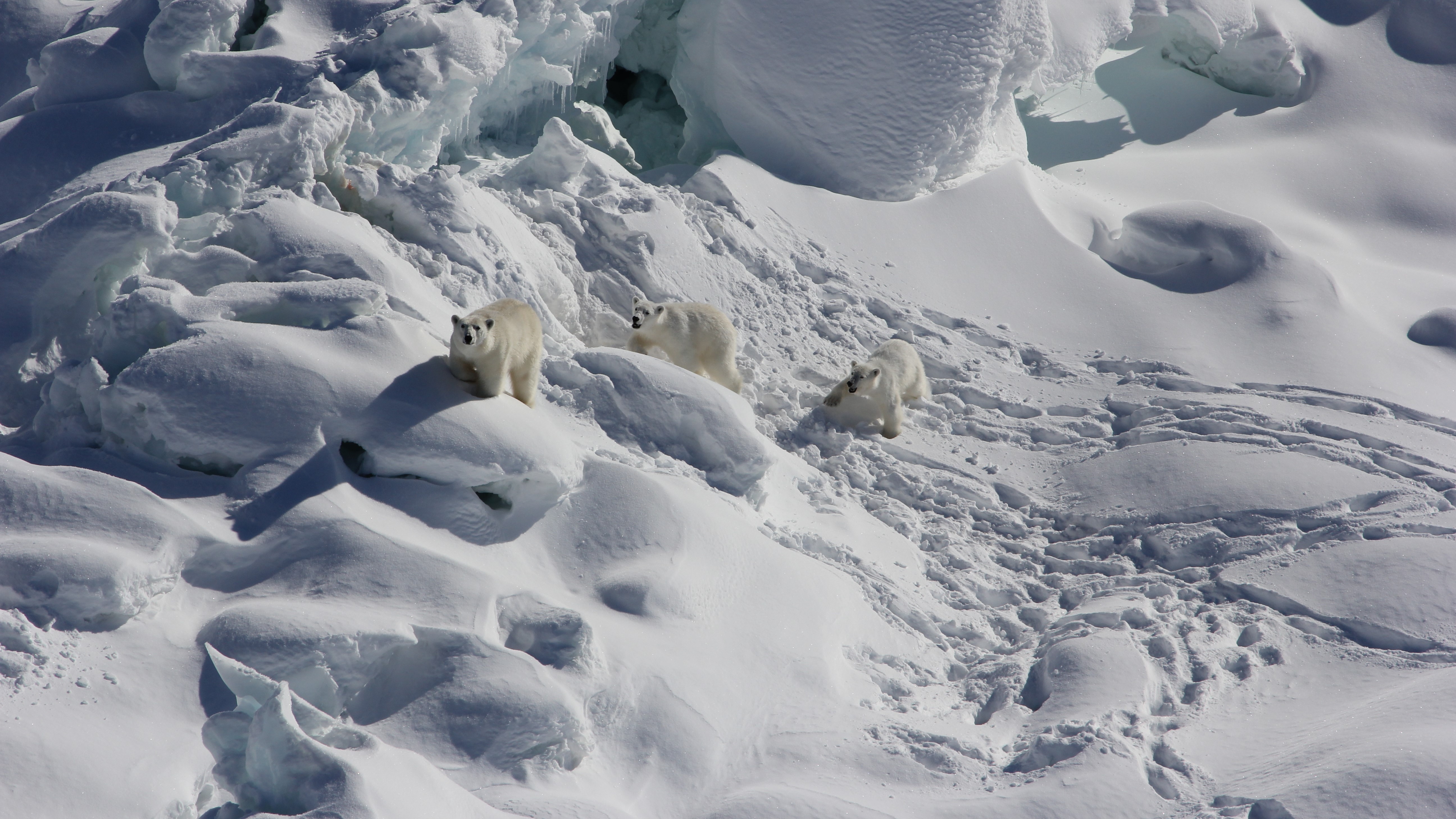 Медведи живут на севере. Гренландия белые медведи. Остров Врангеля белые медведи. Белые медведи в Арктике. Гренландия животные.