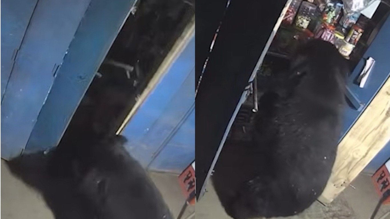 Власник закладу був шокований: ведмідь вночі влаштував 