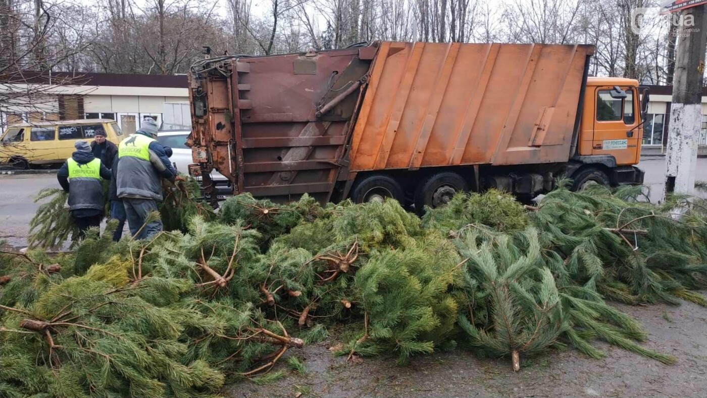 Вдвое больше, чем в прошлом году: в Киеве жители принесли на утилизацию  почти 7 тысяч елок (