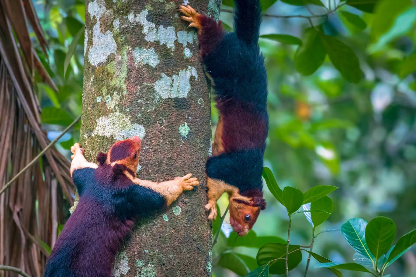 Climb animals. Индийская белка Ратуфа. Индийская гигантская белка (Ratufa Indica). Ратуфа большехвостая. Малабарская гигантская белка.