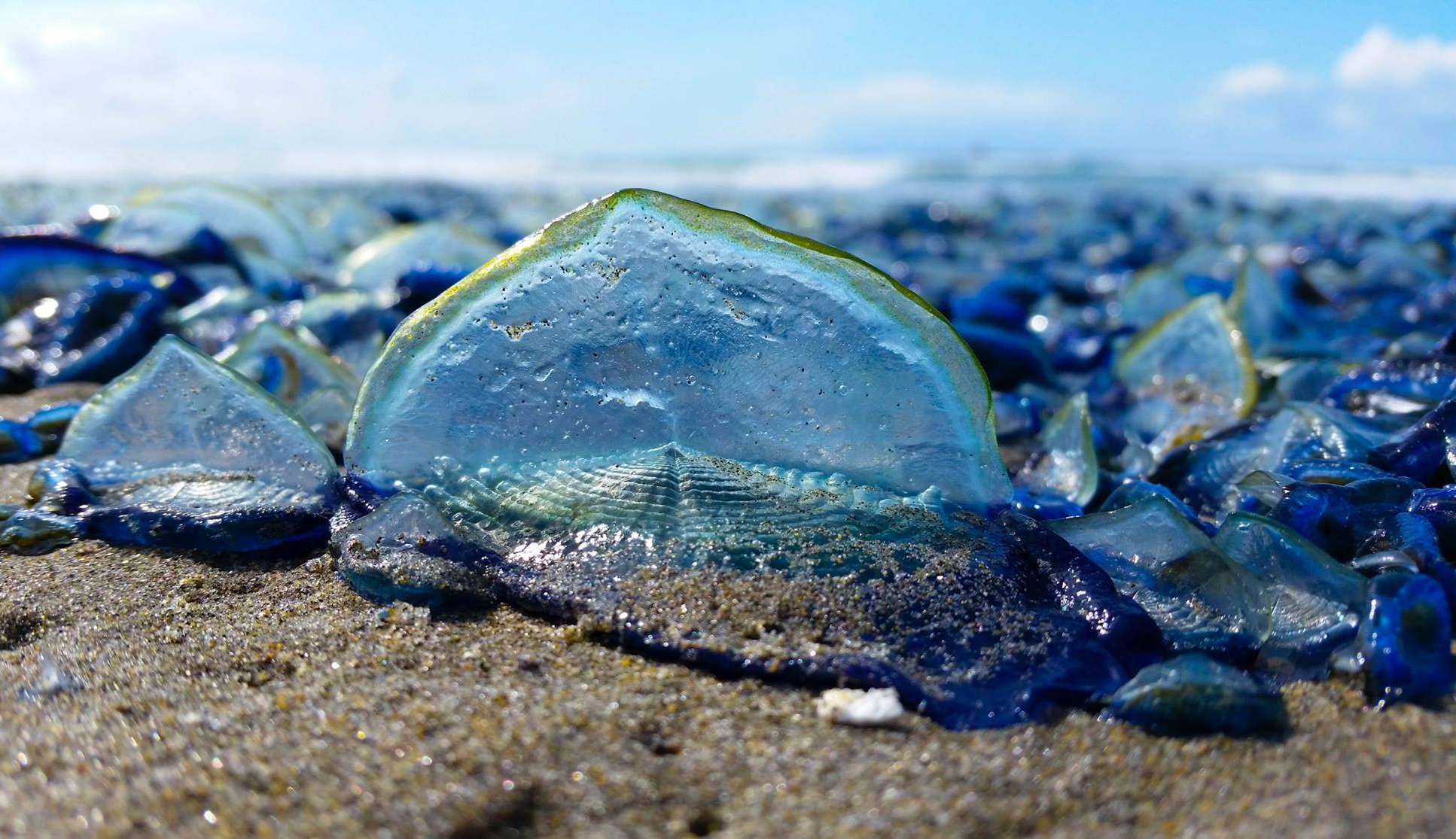 Нашествие гигантских медуз: число беспозвоночных увеличилось на 230%