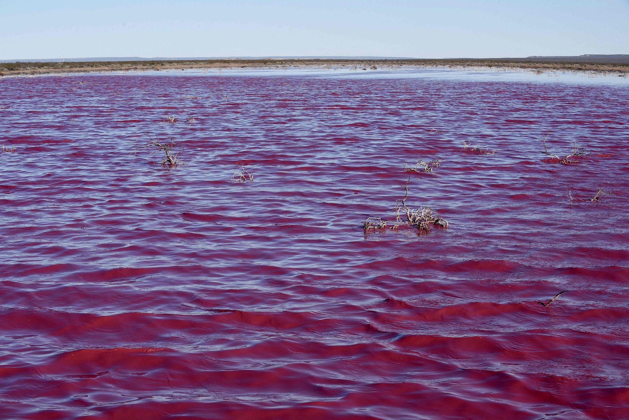 Водоем который окрашивается в нежно розовый цвет. Розовое море. Розовое озеро в Аргентине. Загрязнение воды в Аргентине. Чубут река.