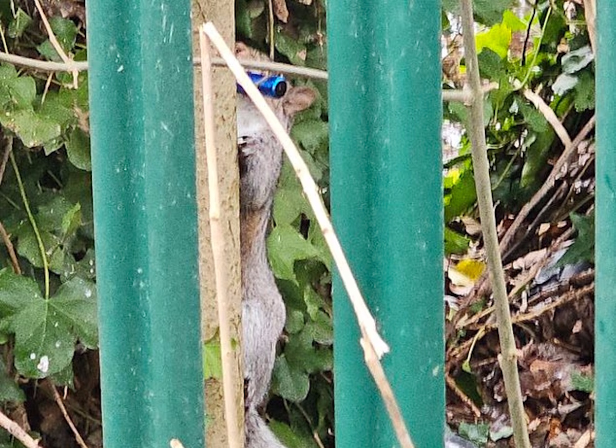 Білки не випускають з лап вейпи: як тварини підсіли на електронні сигарети (фото)