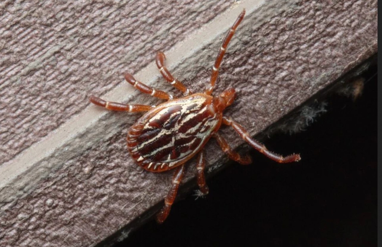 Кліщі непогано приживаються у квартирах: на килимах і навіть плитці