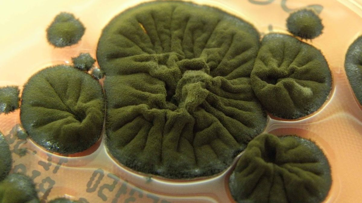 Називає радіоактивну будівлю своєю домівкою: Чорнобильська АЕС стала притулком для 