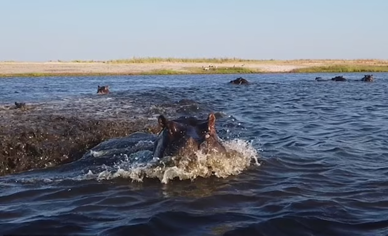 Бегемот преследовал лодку с напуганными туристами, а затем принялся  кромсать ее (фото)