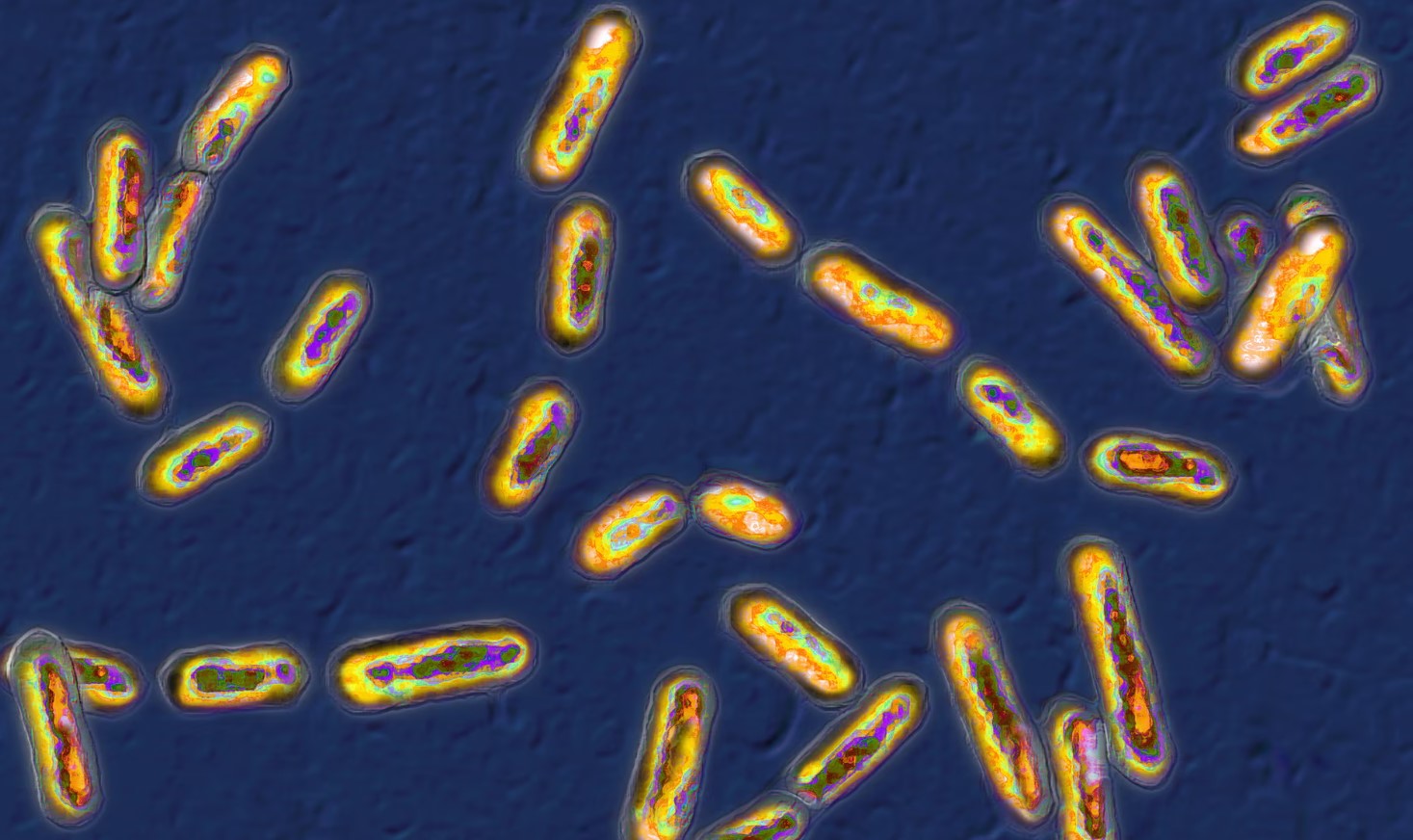 Прорив у боротьбі зі смертельно небезпечними супербактеріями: їхню 