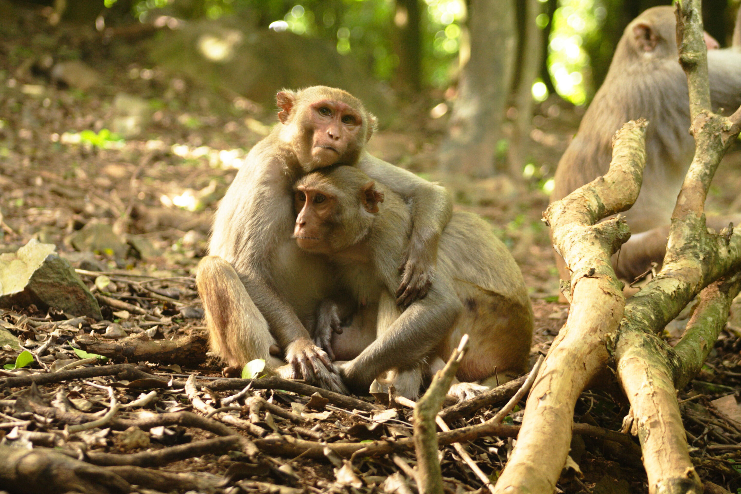 Обезьяны топ отзывы. Топ обезьян. Габбана самка обезьяны. Macaque LMK. Rhesus Monkey hug.