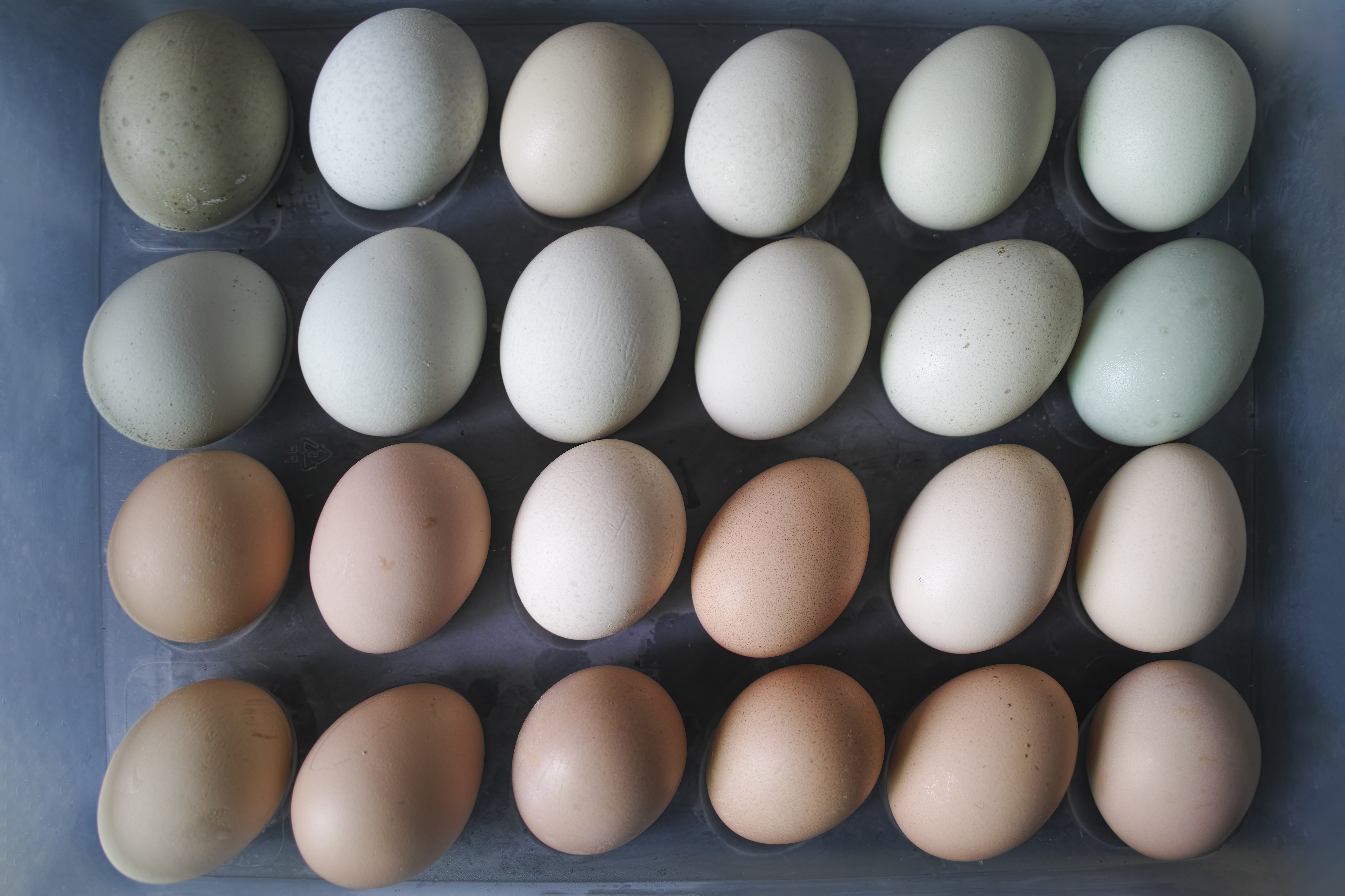Зелёный желток у сырого яйца причины, симптомы и лечение домашней птицы