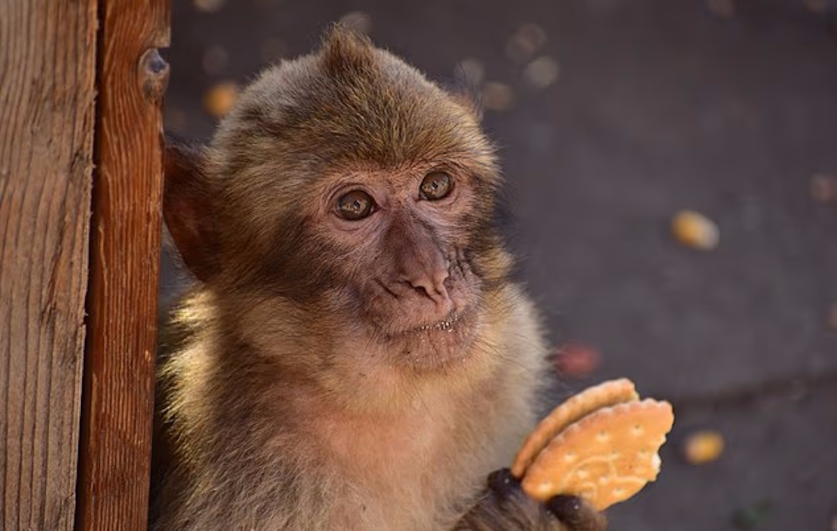 Щось тривожне змушує гібралтарських макак їсти землю: винуватцями вважають туристів (фото)