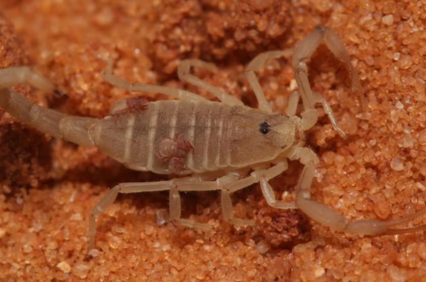 герай. проблема настоящего героя. проблема настоящего героя. проблема настоящего героя. "настоящий герой" или "настоящий" "герой".