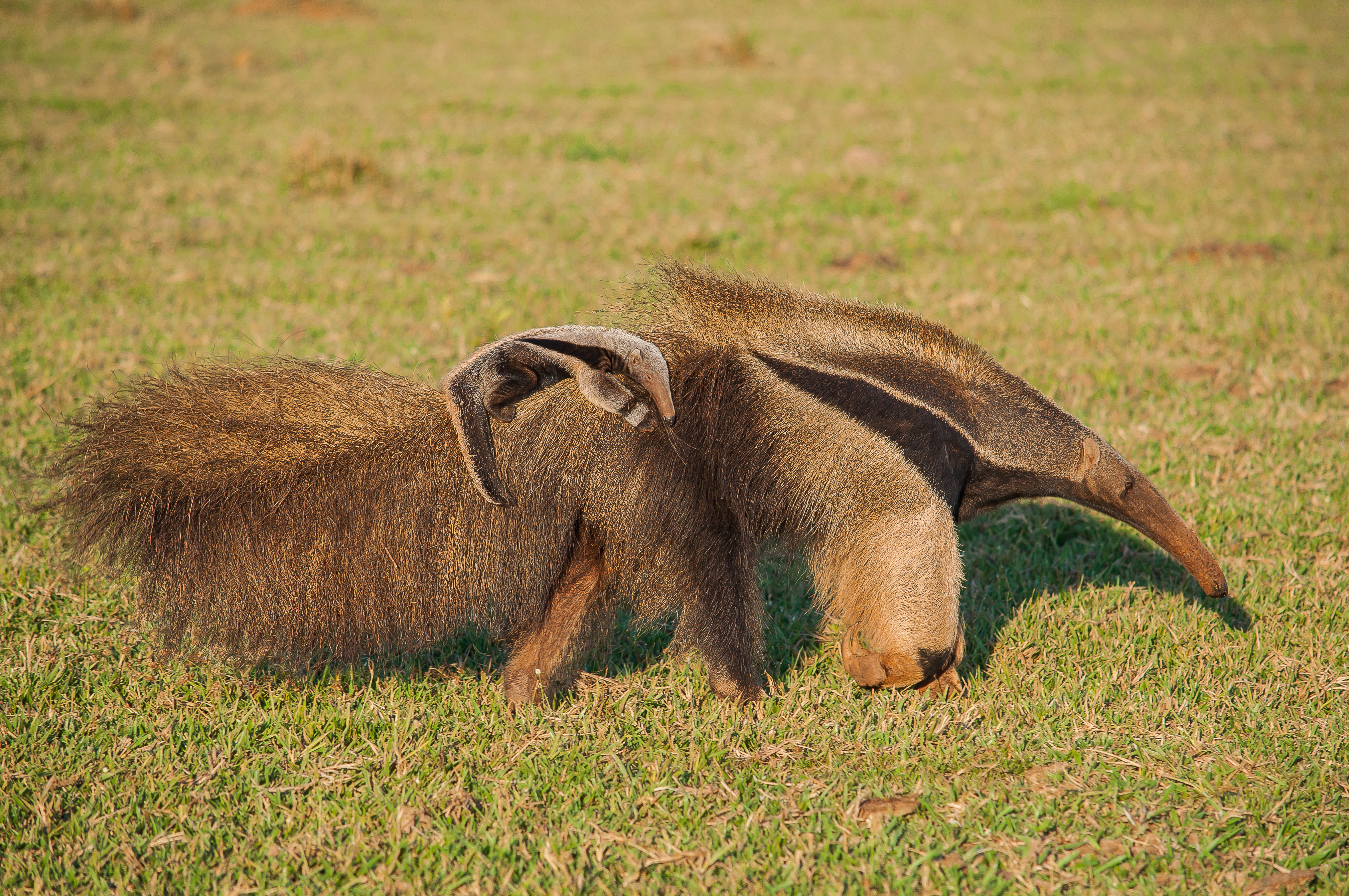 Being tailed